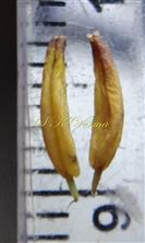  Stamens
